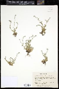 Myosotis arvensis image