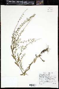 Myosotis macrosperma image