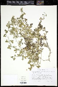 Nemophila microcalyx image