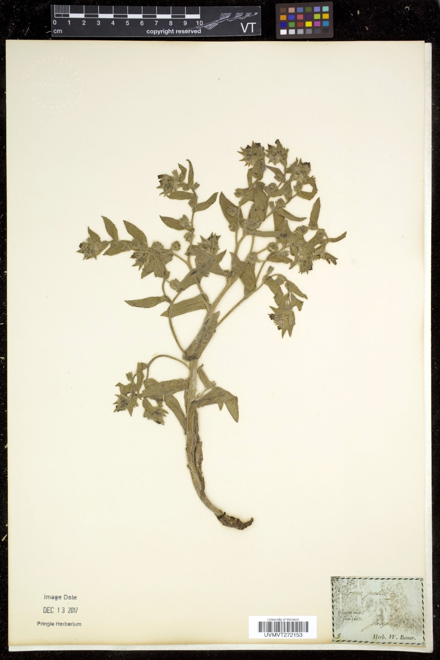 Nonea image