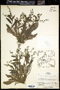 Nihon japonicum image