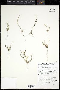 Pectocarya penicillata image