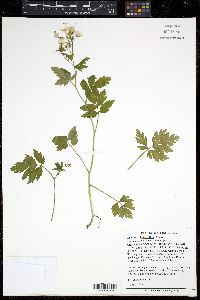 Phacelia bipinnatifida image