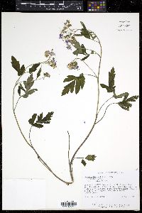 Phacelia bipinnatifida image