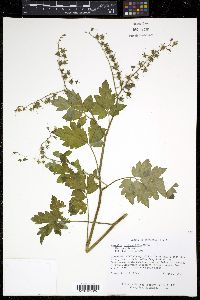 Phacelia bipinnatifida image