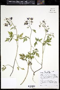 Phacelia bipinnatifida image