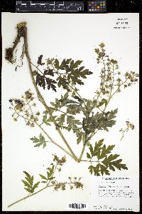 Phacelia bipinnatifida image