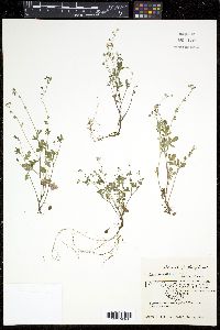 Phacelia dubia image