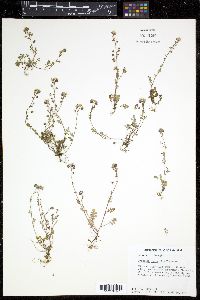 Phacelia dubia image