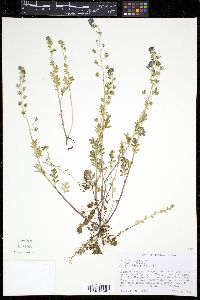 Phacelia hirsuta image