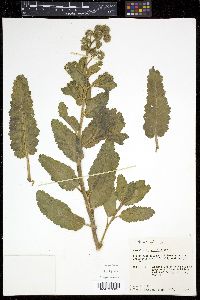 Phacelia integrifolia image
