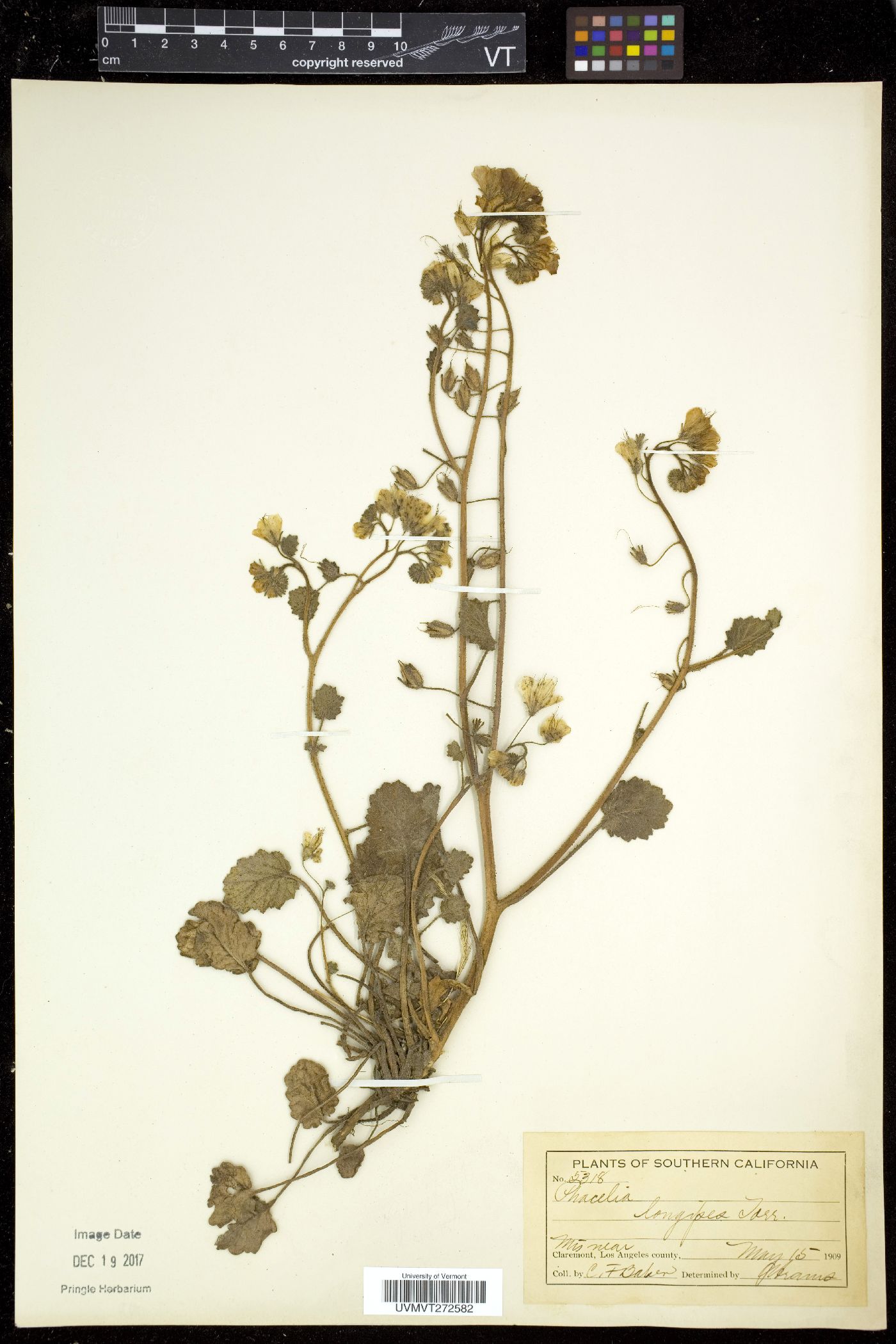 Phacelia longipes image