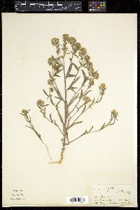 Phacelia linearis image