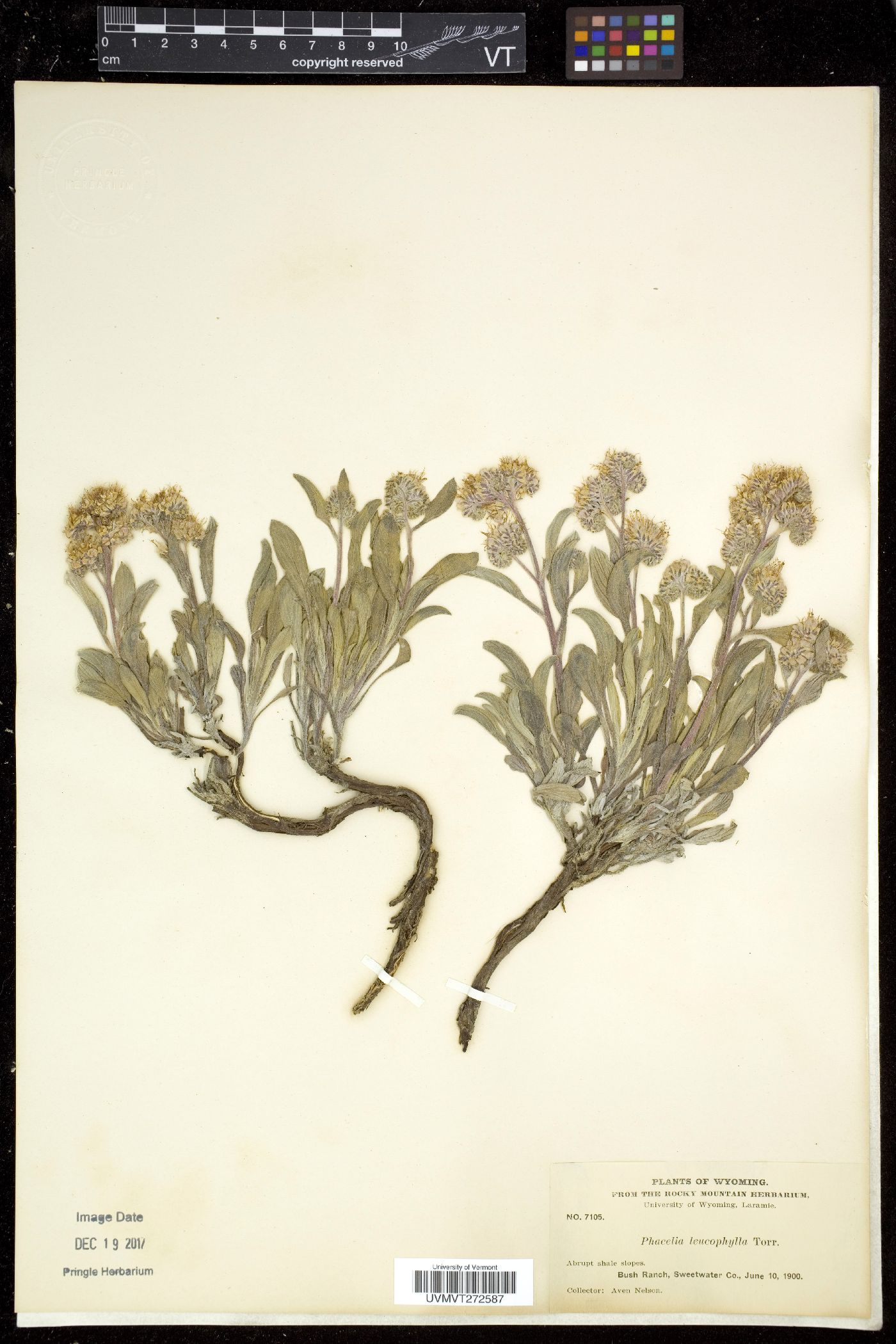 Phacelia leucophylla image