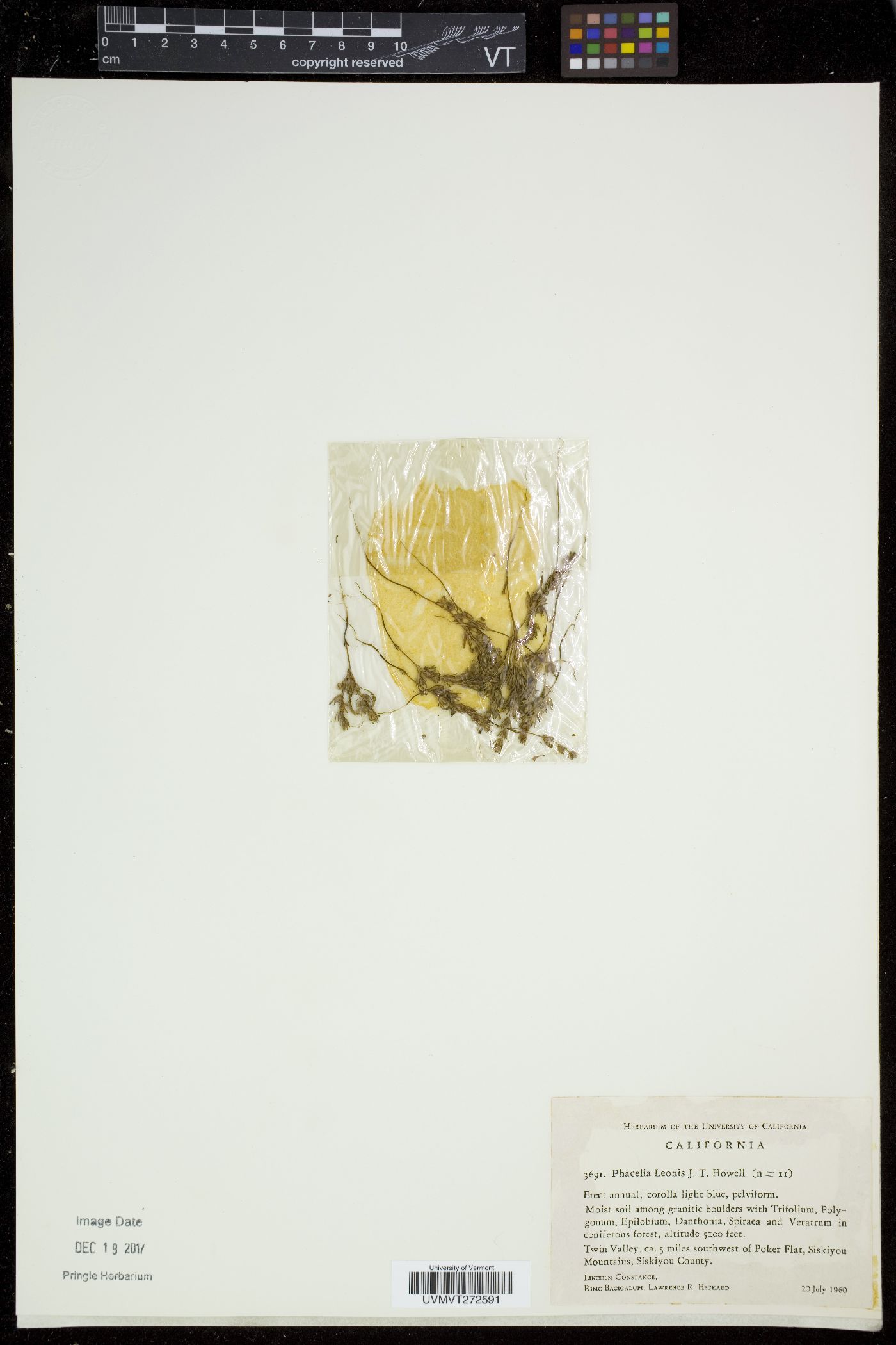 Phacelia leonis image