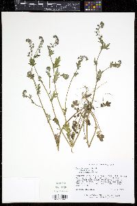 Phacelia purshii image