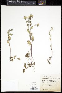 Phacelia purshii image