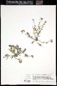 Phacelia arizonica image