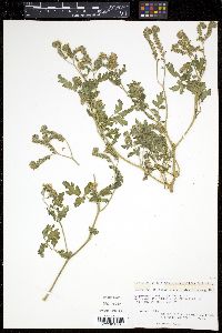 Phacelia arizonica image