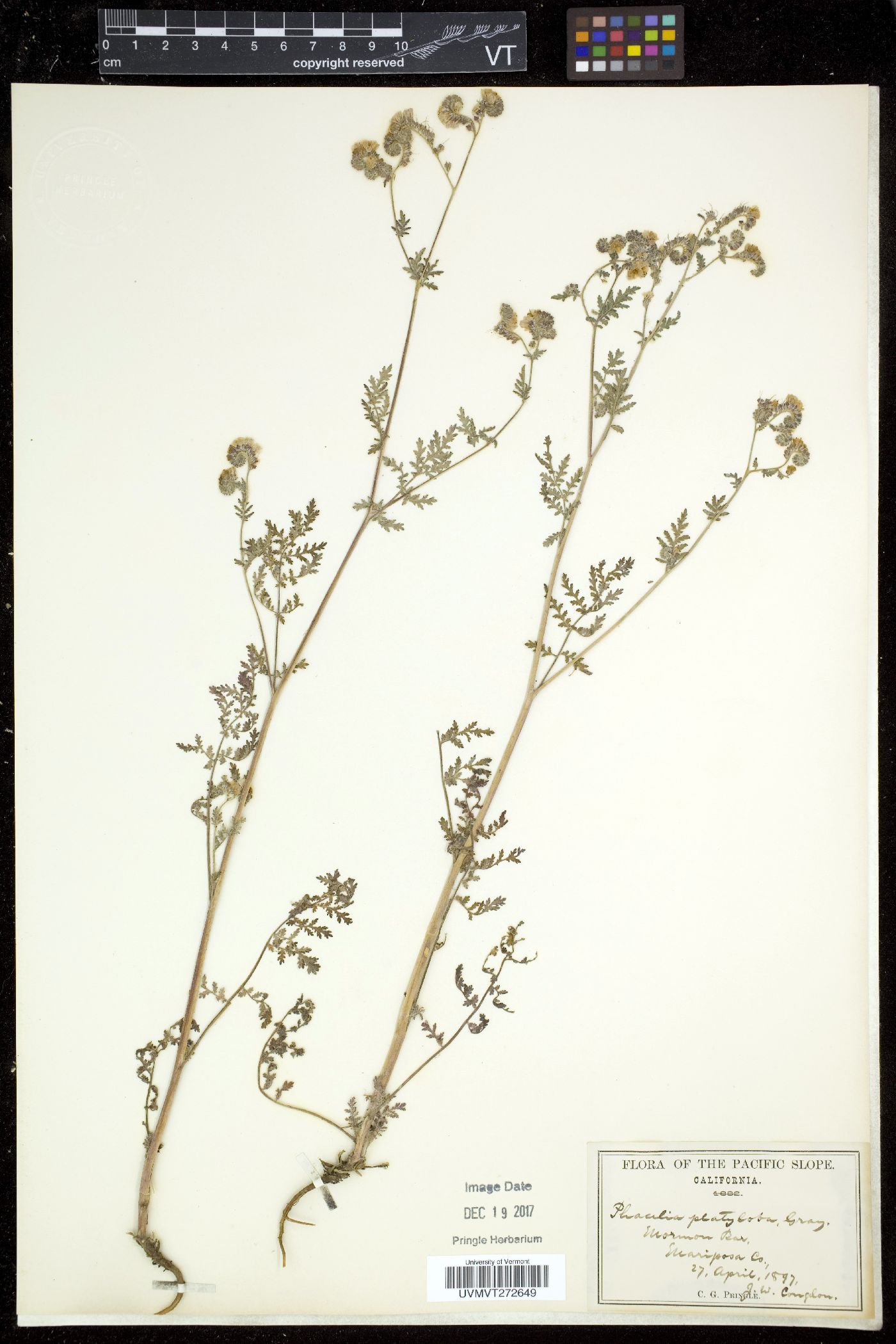 Phacelia platyloba image