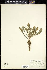 Phacelia rupicola image