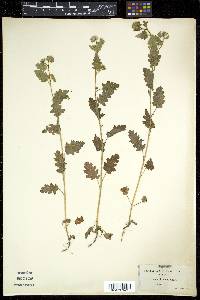Phacelia rattanii image