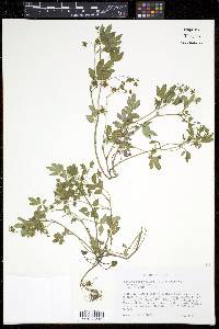 Phacelia ranunculacea image