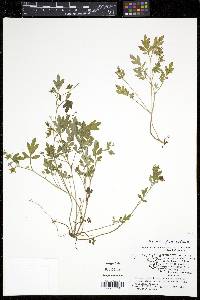 Phacelia ranunculacea image