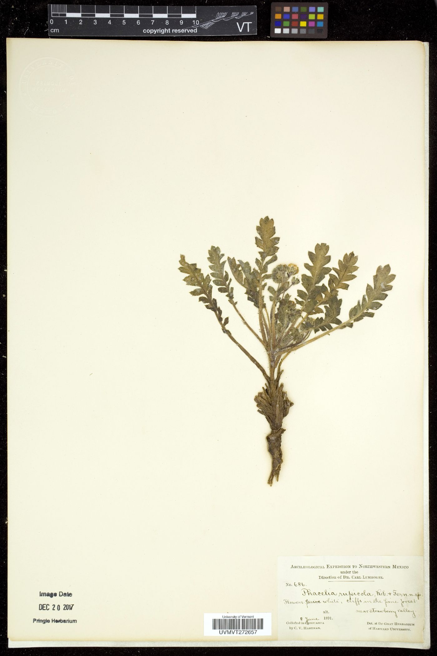 Phacelia rupicola image