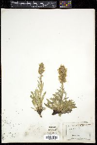 Phacelia sericea image