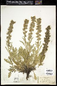 Phacelia sericea image