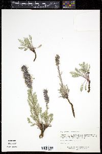 Phacelia sericea image