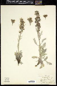 Phacelia sericea image