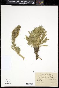 Phacelia sericea image