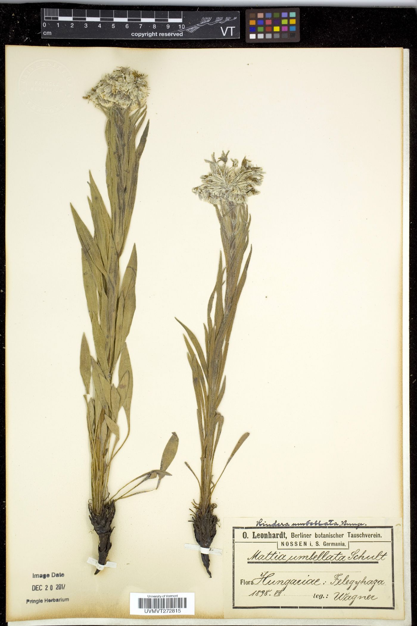 Rindera image