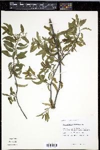 Tournefortia volubilis image