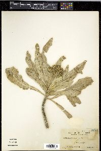 Tournefortia argentea image