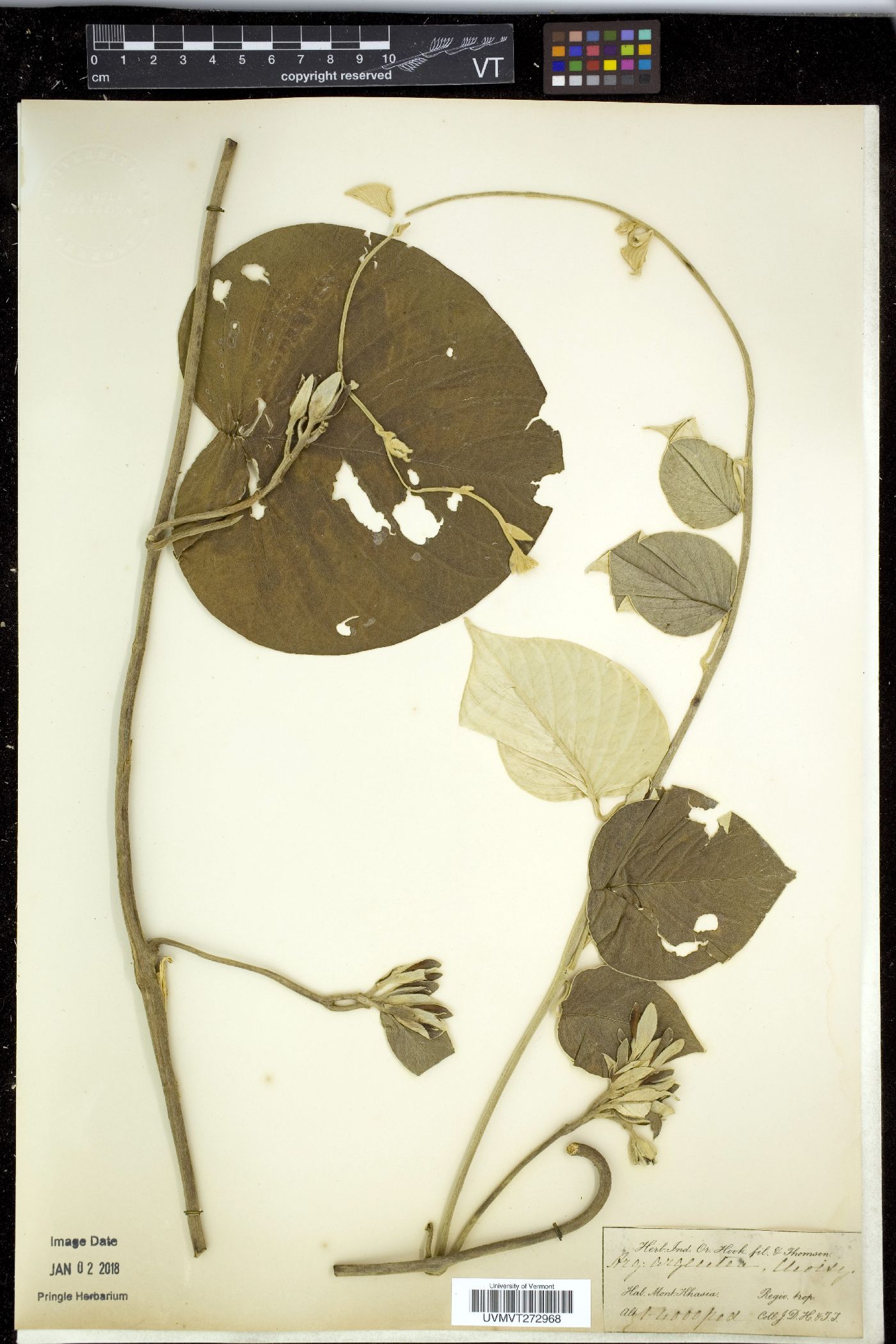 Ipomoea argenteosericea image