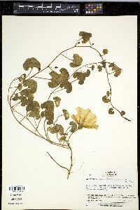Calystegia soldanella image