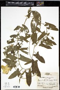 Calystegia pubescens image