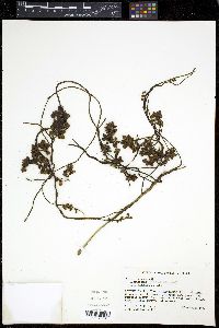 Cuscuta japonica image