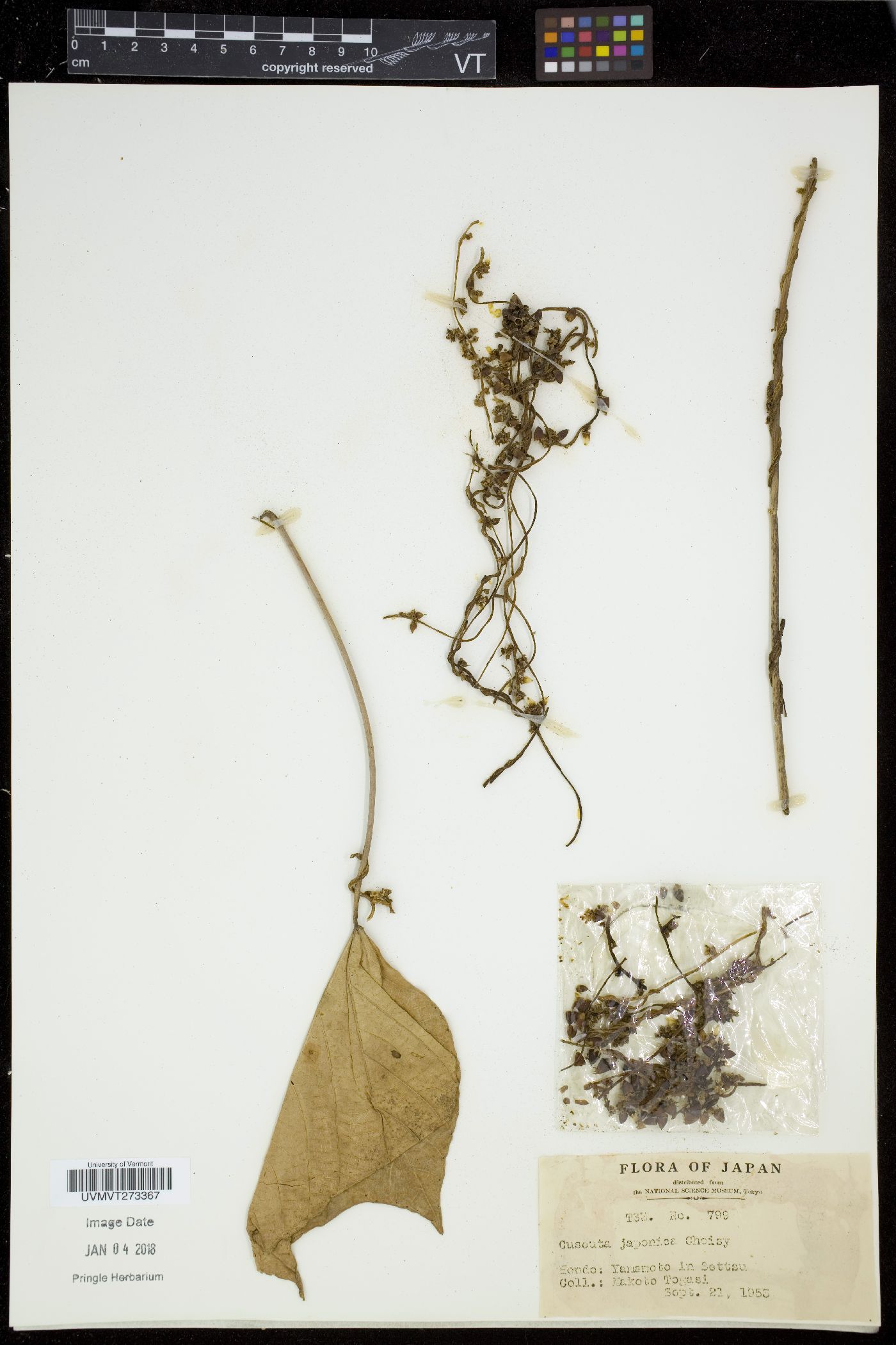 Cuscuta japonica image