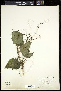 Cuscuta japonica image