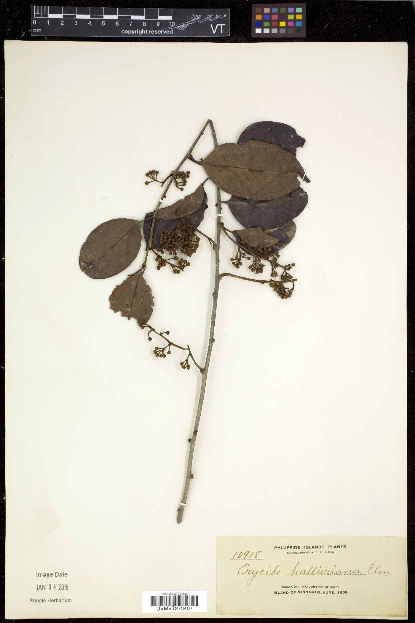 Erycibe terminaliflora image
