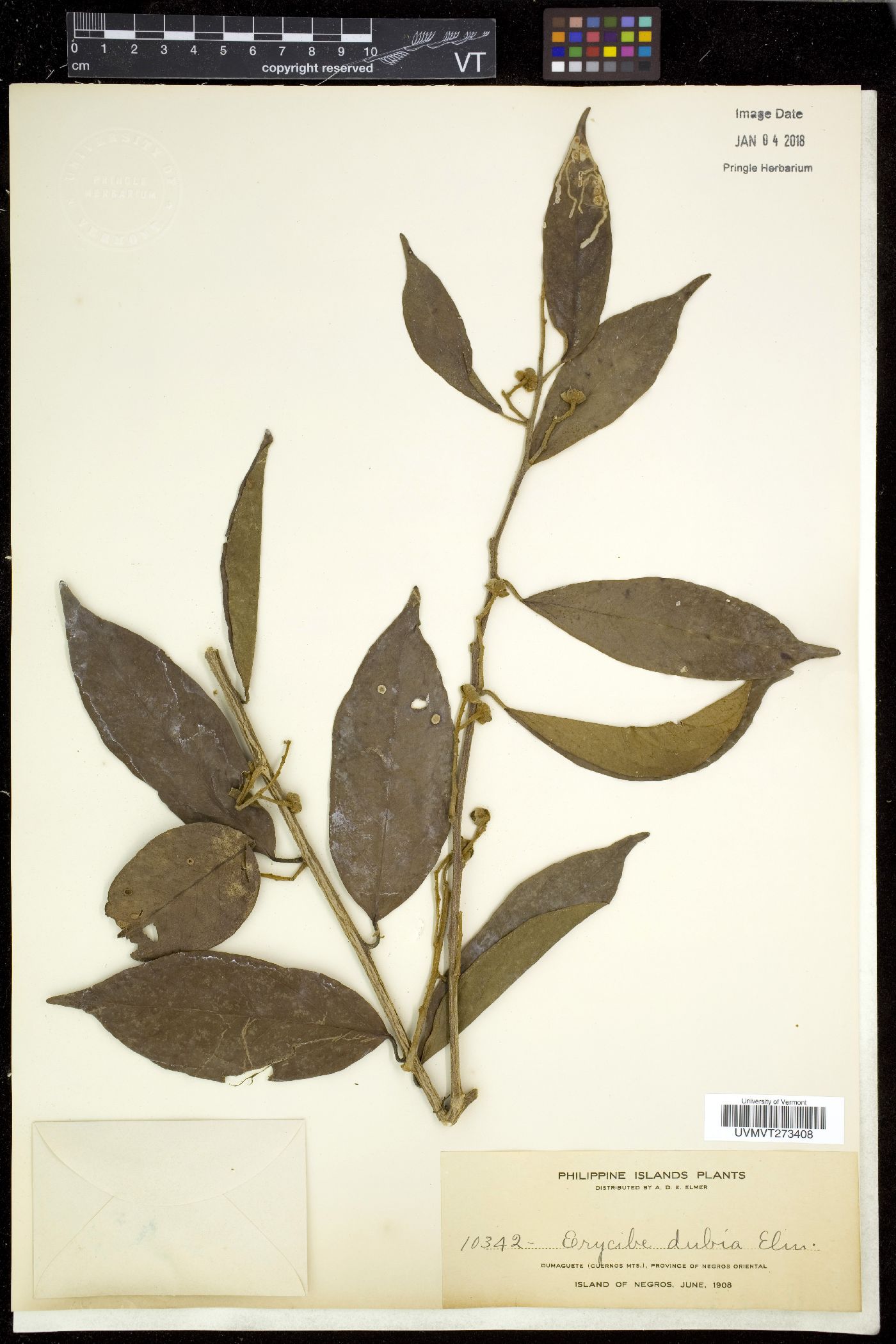 Erycibe malaccensis image