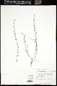 Evolvulus sericeus image