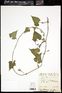 Ipomoea lacunosa image