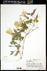 Ipomoea pandurata image