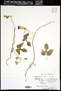 Ipomoea purpurea image