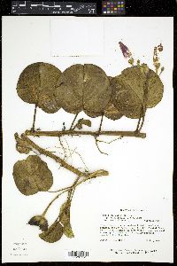 Ipomoea pes-caprae subsp. brasiliensis image